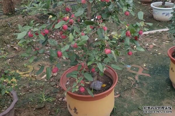 貴人果種植要點(diǎn)，附種植管理