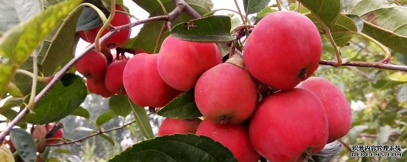 貴人果種植要點(diǎn)，附種植管理技術(shù)