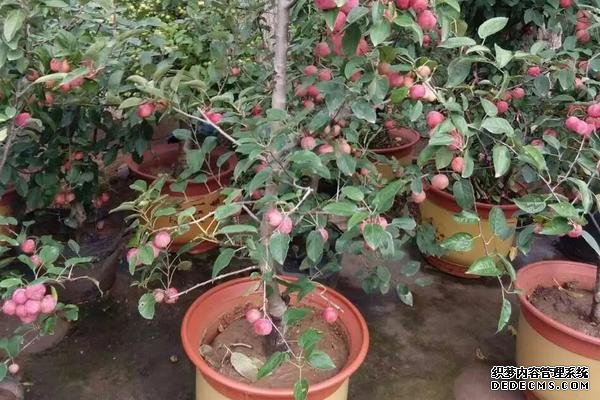 貴人果種植要點(diǎn)，附種植管理
