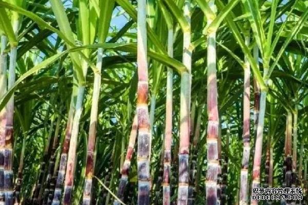 甘蔗何時(shí)種植，附種植利潤(rùn)