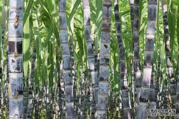 甘蔗何時(shí)種植，附種植利潤(rùn)