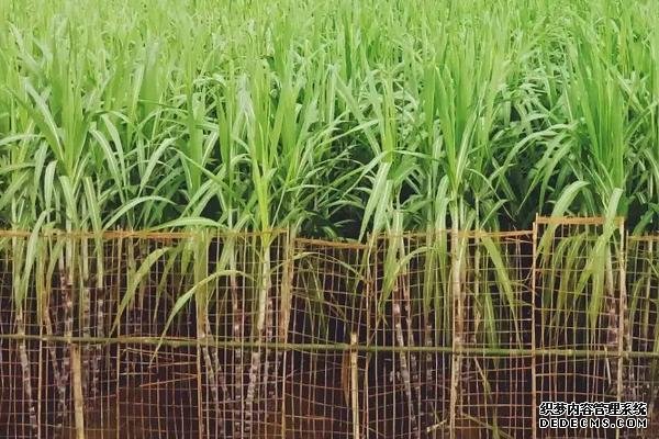 甘蔗何時(shí)種植，附種植利潤(rùn)