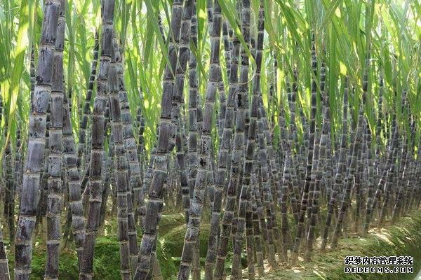 甘蔗何時(shí)種植，附種植利潤(rùn)