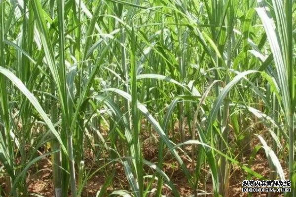 甘蔗何時(shí)種植，附種植利潤(rùn)