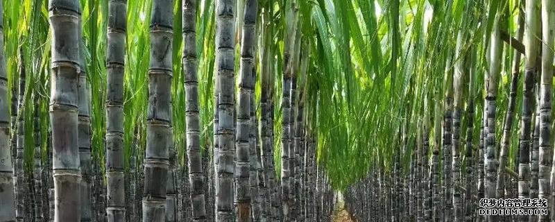 甘蔗何時(shí)種植，附種植利潤(rùn)