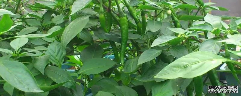 辣椒爛果尖部的原因，附種植管理技術(shù)
