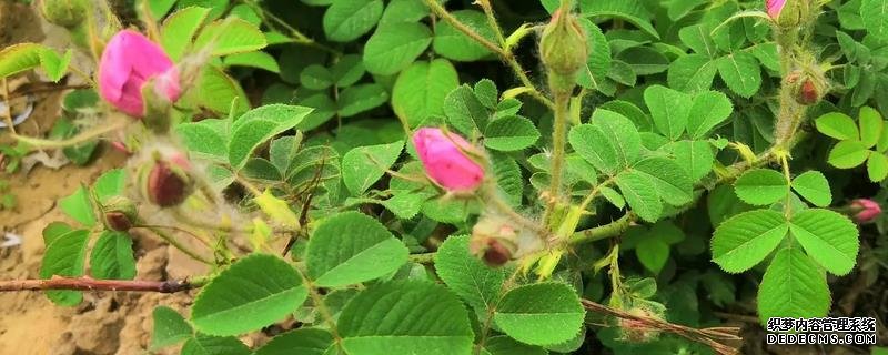 玫瑰花桿栽植要點(diǎn)，附繁殖方式
