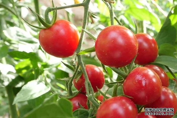 西紅柿筋腐病防治技巧，附發(fā)病原因