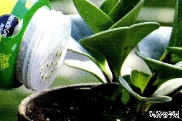 花卉施肥方法，不同種類對肥料的要求不同