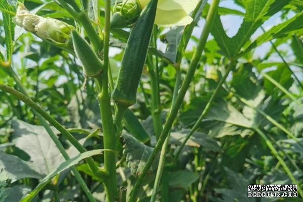 盆栽黃秋葵種植技術(shù)，花盆越寬大越好