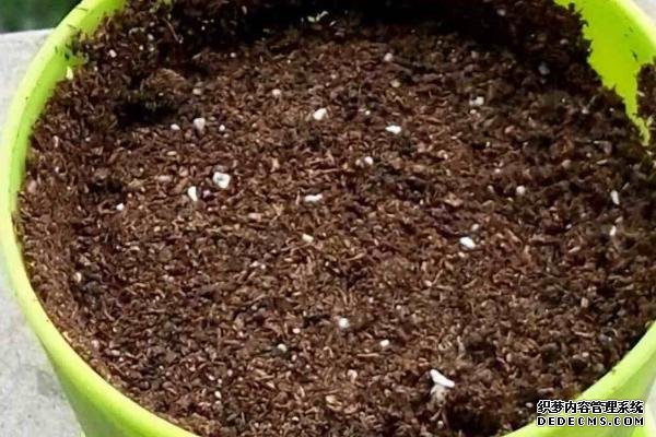 盆栽黃秋葵種植技術(shù)，花盆越寬大越好
