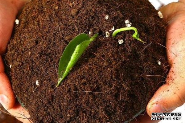 盆栽黃秋葵種植技術(shù)，花盆越寬大越好