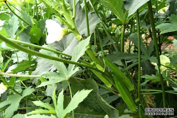 盆栽黃秋葵種植技術(shù)，花盆越寬大越好