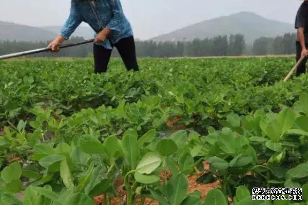 花生何時(shí)打三遍藥，附花生基本介紹
