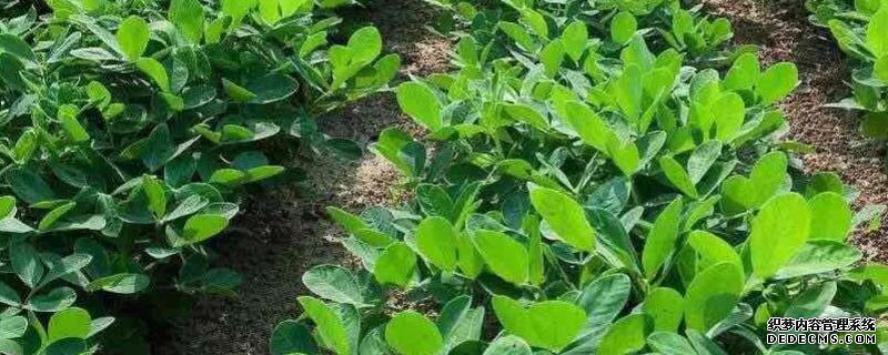 花生何時(shí)打三遍藥，附花生基本介紹